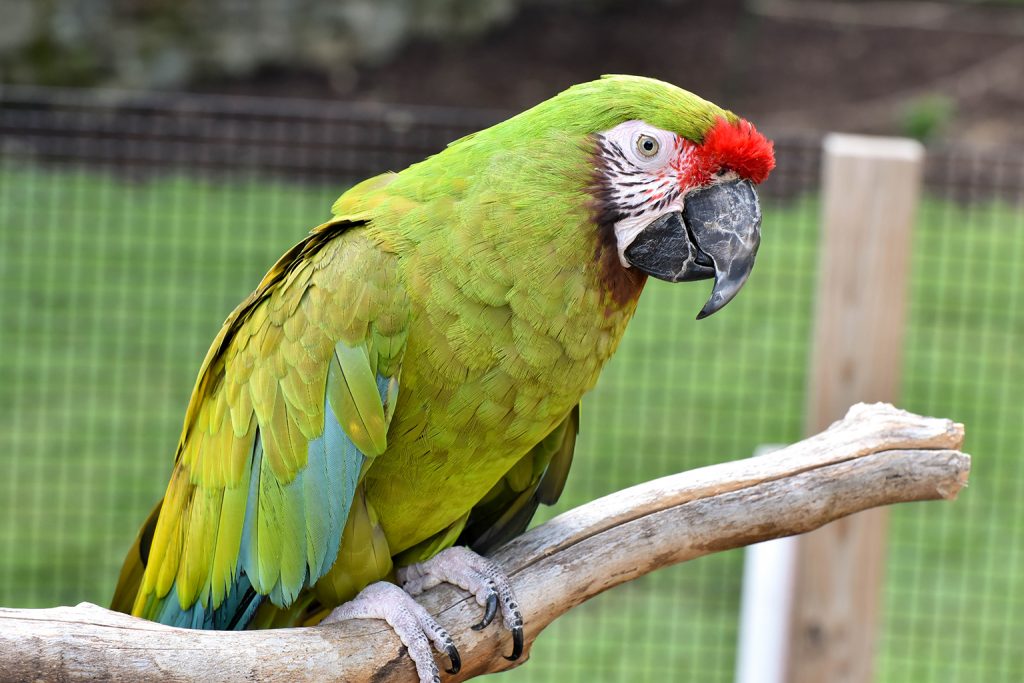 MILITARY MACAW