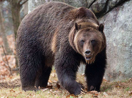 Bear CP NC Zoo 560x416